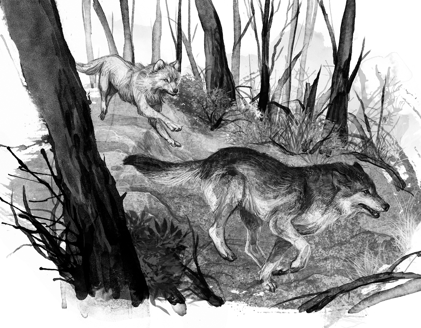 rosanne parry a wolf called wander